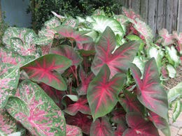 Summer Landscaping